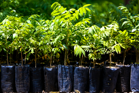 Tree saplings ready to be planted.