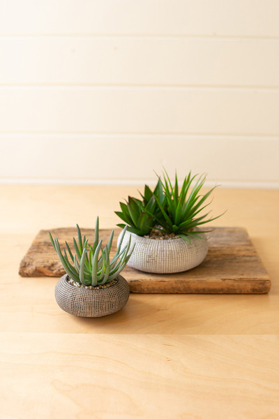 Succulent in concrete pot