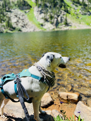 dog with lower crater lake in background