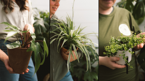 philodendron spider and peperomia