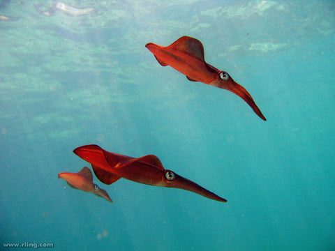 Three Red squid in clear blue water show the similarities with red balloons
