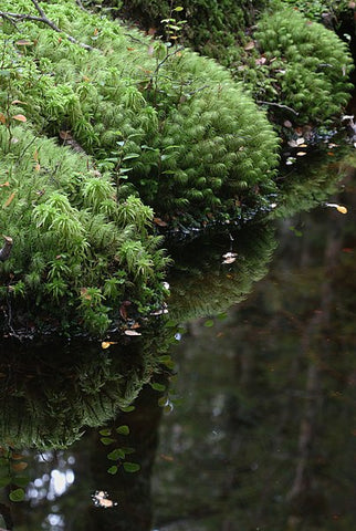 Moss on rocks by water