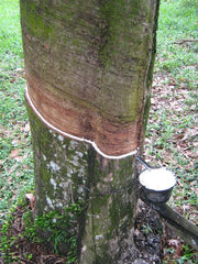 A close up of a rubber tree trunk showing white liquid rubber being collected in a bowl attached to the trunk.