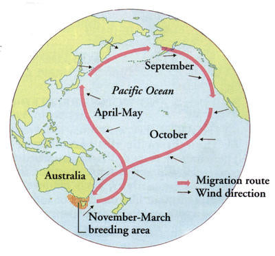 A map of short-tailed Shearwater migration through the Pacific Ocean