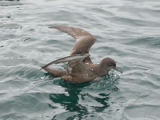 A short tailed shearwater sitting on the water with wings outstretched