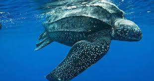 A Leatherback turtle swimming just under the surface of the ocean