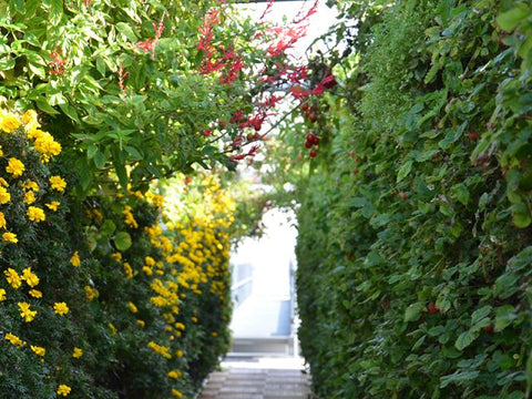 Sous Les Fraises