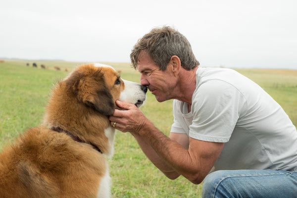 Lassie Come Home (again): remake of a classic is a reminder of our bond  with pets