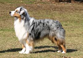 Australian Shepherd