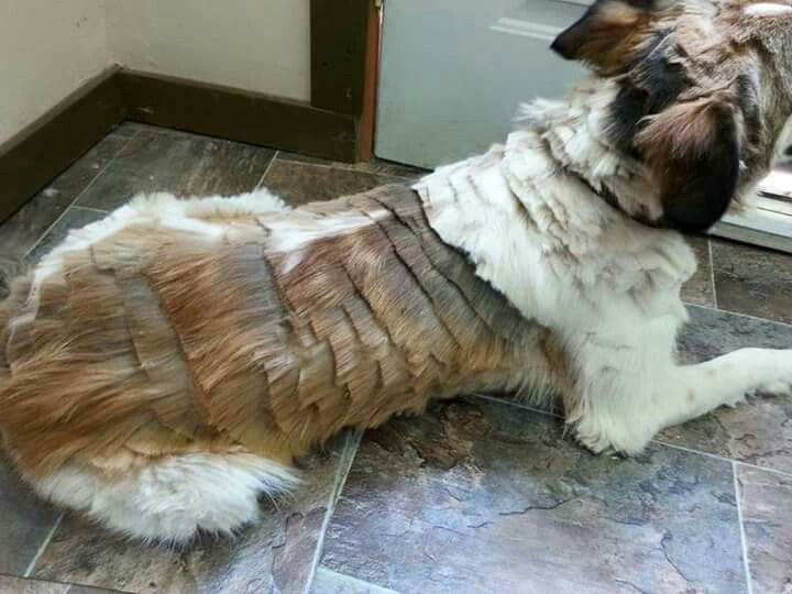 Bad DIY dog grooming style