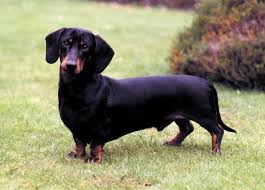 Dachshund