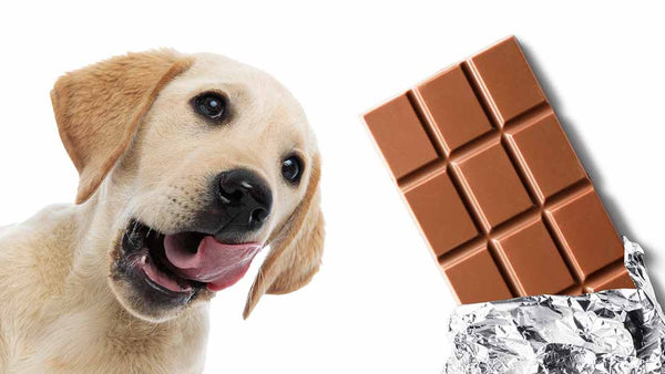 Dog with chocolate