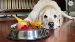 Dog with a bowl of food that could be dangerous