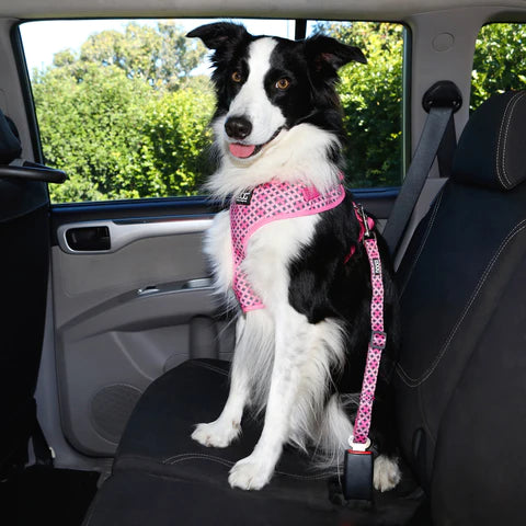 Dog strapped into car to make them feel comfortable to travel