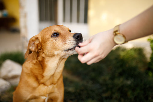 Dog eating a treat feeling safe and happy