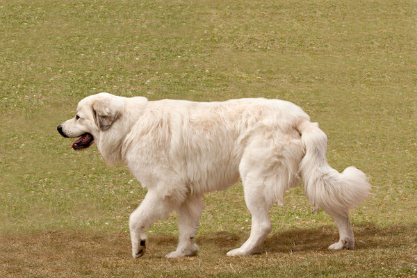 Dog with Joint Pain and Immobility Issues