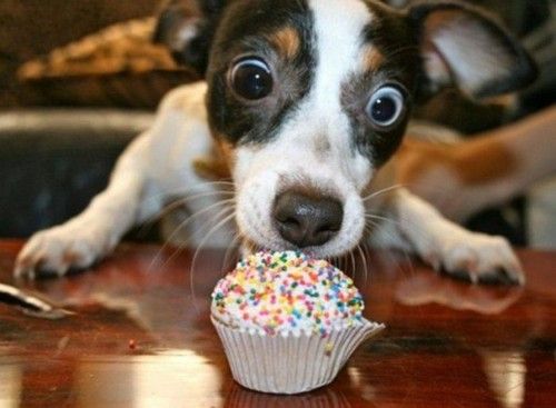 Dog going to eat some lollies on a cupcake that could be harmful