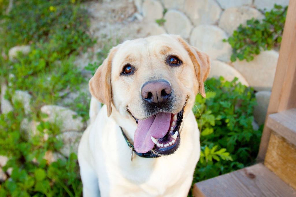 Happy Labrador Retriever