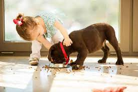 Kid feeding a dog