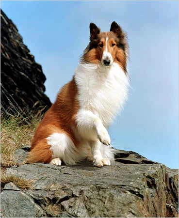 Classic Dog Movie: Lassie