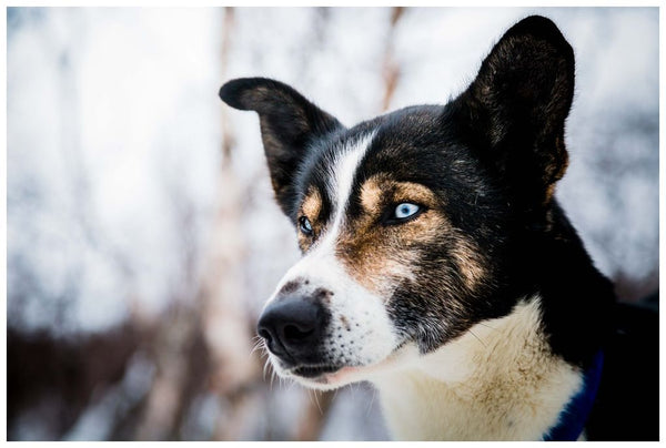 Mixed breed dog (or a Mutt of a dog)