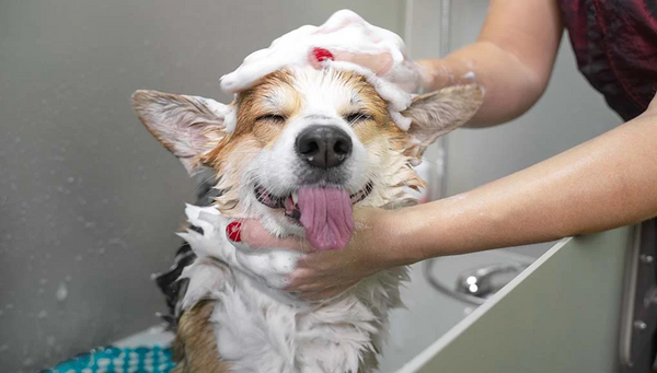 Older dog bathing