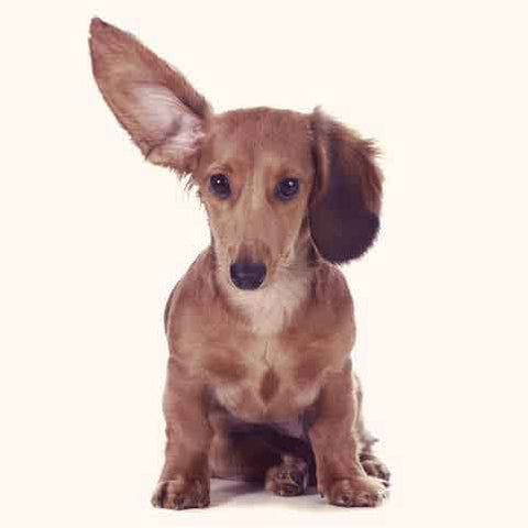 Dog with ear up listening to its new name