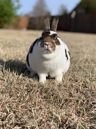 An obease rabbit can be a serious health issue