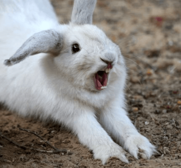 Rabbit opening its mouth to see its teeth