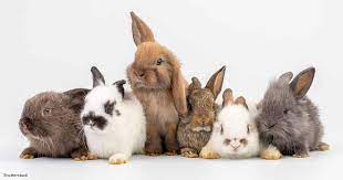 Some health rabbits