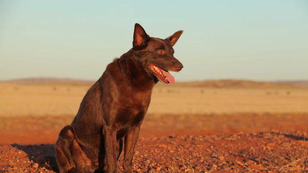 Australian Dog Movie: Red Dog