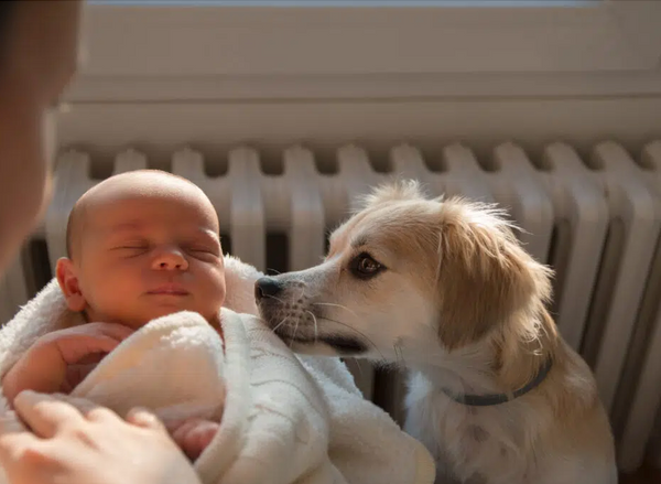 Young dog with a newborn baby smelling them