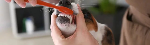 Dog having teeth brush for better dental hygiene