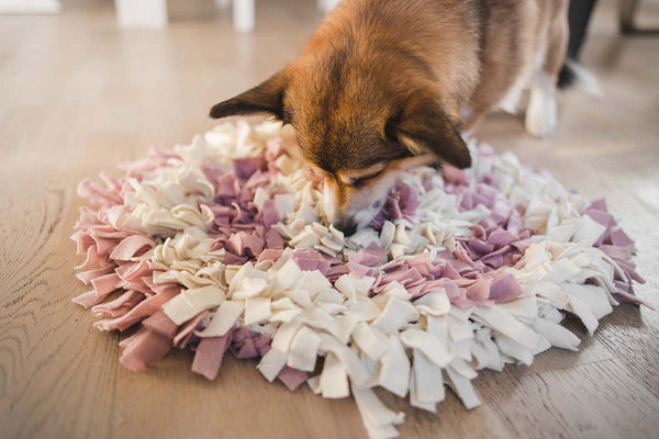 Corgi dog keeping entertained with a snuffle mate