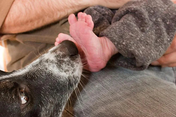 Dog sniffing a newborn babies toes