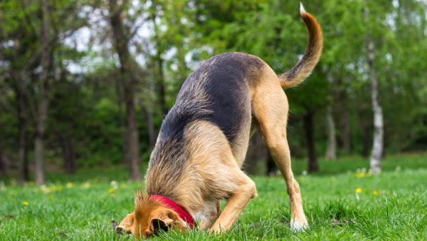 Dog burying a bone