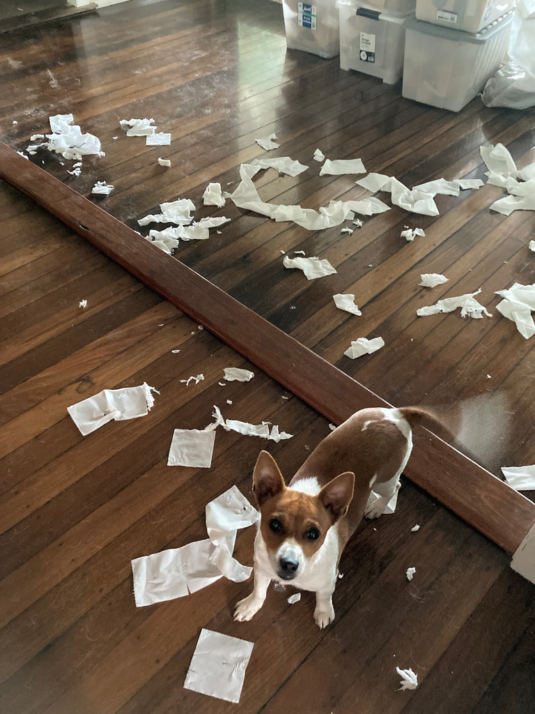 Dog making a mess at home