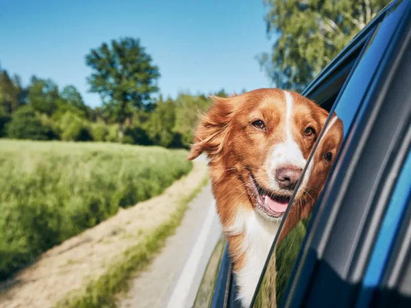 Dog head out of car window when travelling