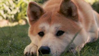 Dog Movie: Hachi