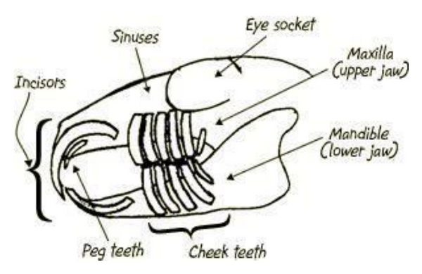 illustration of rabbits teeth