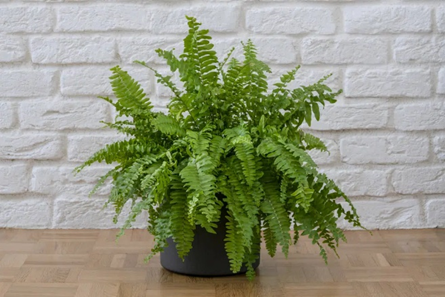 Boston Fern (Nephrolepis exaltata) pet safe indoor plant for cats and dogs