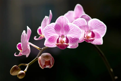 Moth Orchid (Phalaenopsis spp.) pet safe indoor plant for cats and dogs