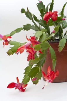 Christmas Cactus (Schlumbergera) pet safe indoor plant for cats and dogs