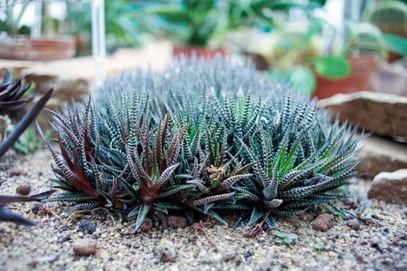 Haworthia (Haworthia spp.) pet safe indoor plant for cats and dogs