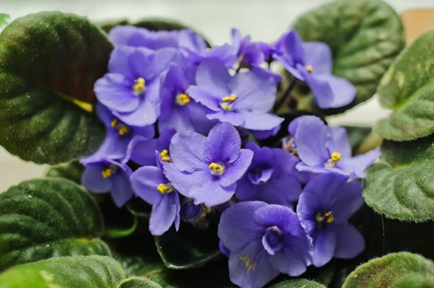 African Violet (Saintpaulia) pet safe indoor plant for cats and dogs