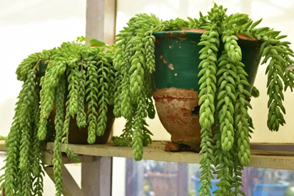 Burro’s Tail (Sedum morganianum) pet safe indoor plant for cats and dogs