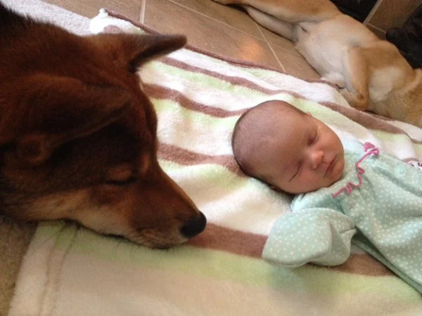 Older dog next to a sleeping newborn baby