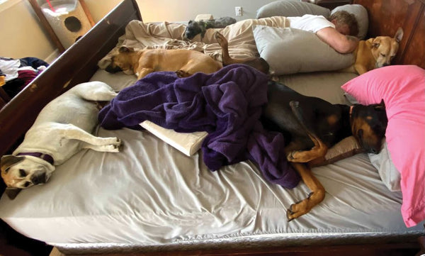Humans sleeping with their dogs in a bed
