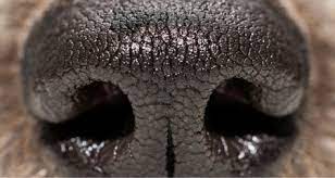 A dogs wet nose