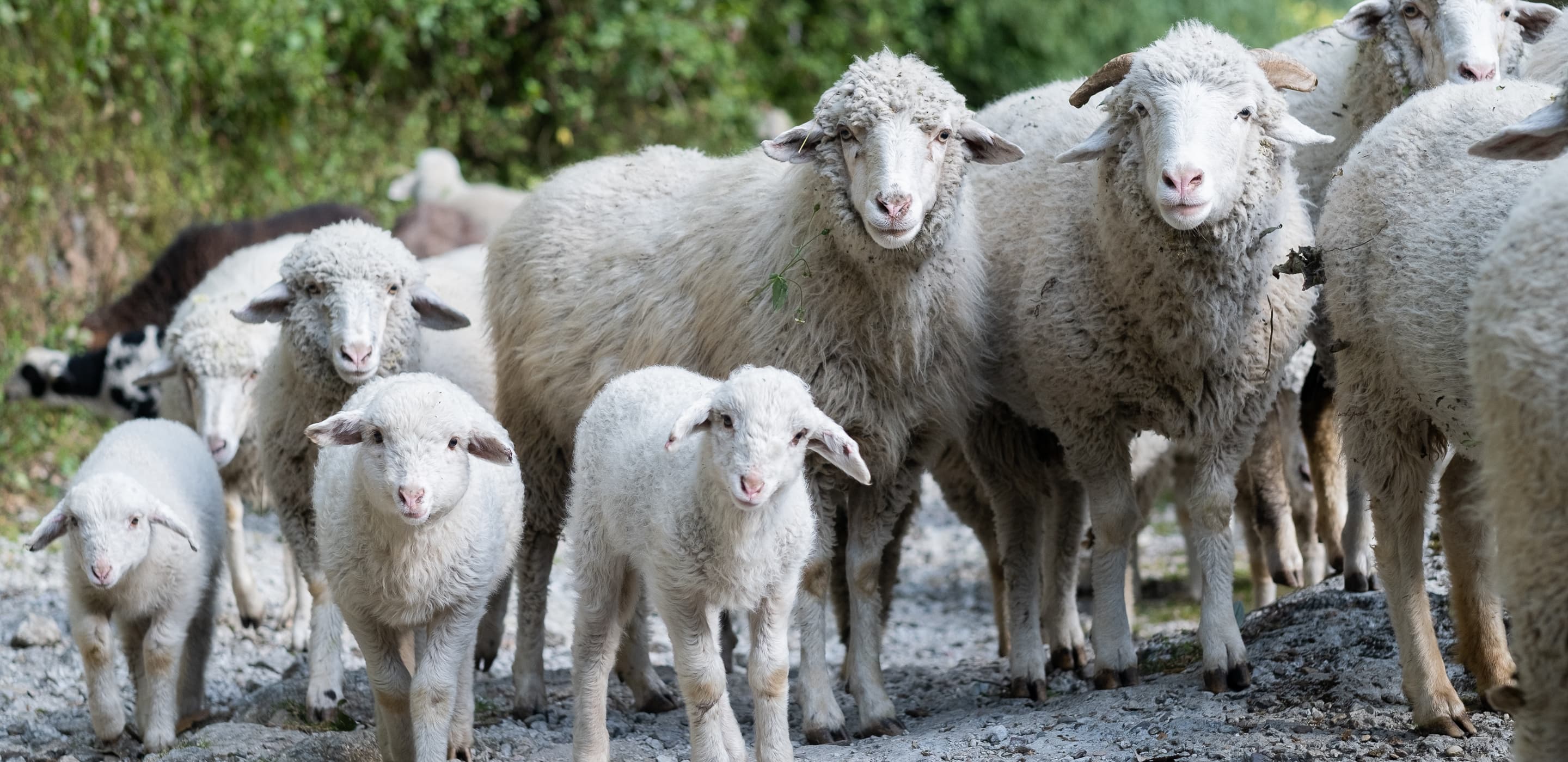 Our Organic Wool Farm | Avocado Green Mattress® – Avocado Canada